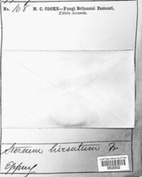 Stereum hirsutum image